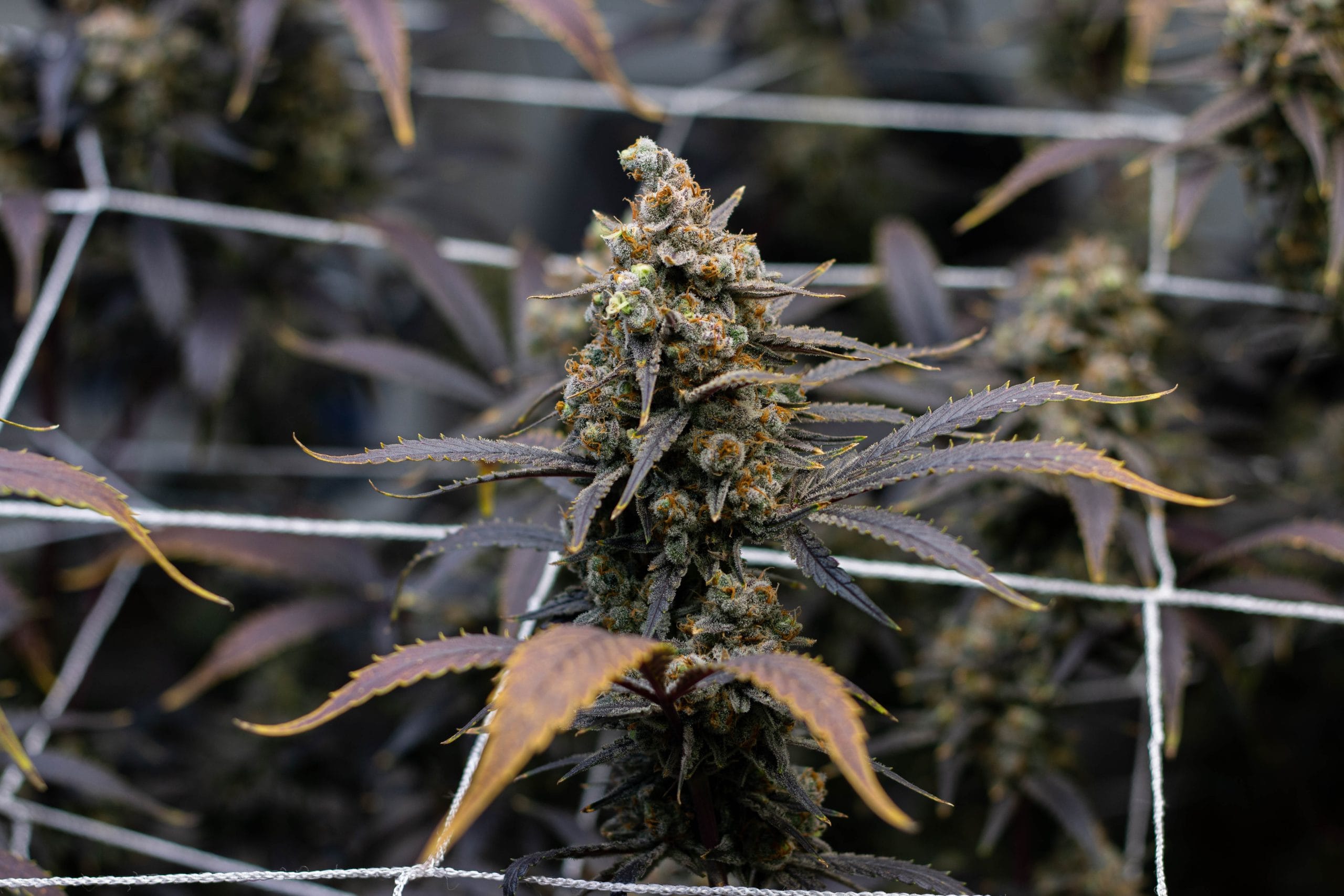 Kit Mix (Silver+Gold+Platinum)